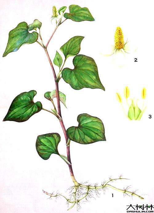 魚腥草(cǎo)1.jpg 魚腥草(cǎo)1.jpg