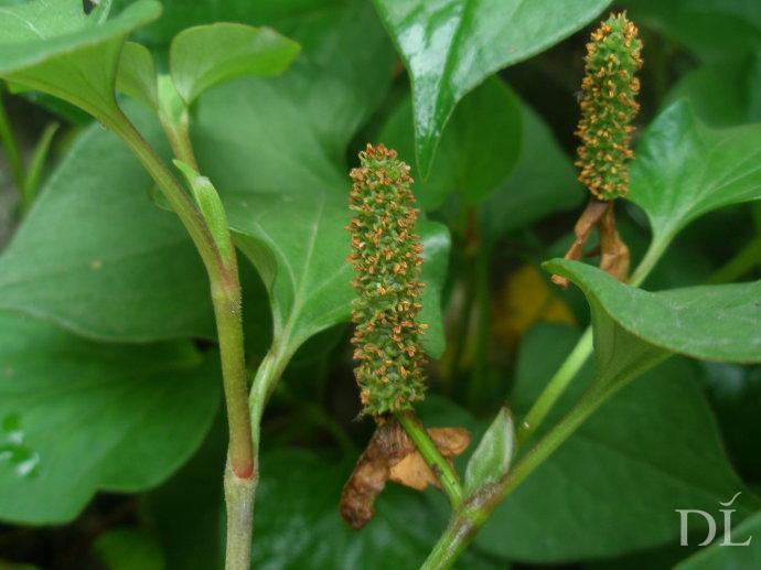 魚腥草(cǎo)4.jpg 魚腥草(cǎo)4.jpg